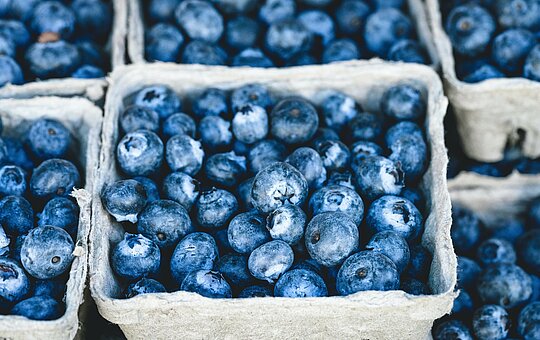Schalen Heidelbeeren