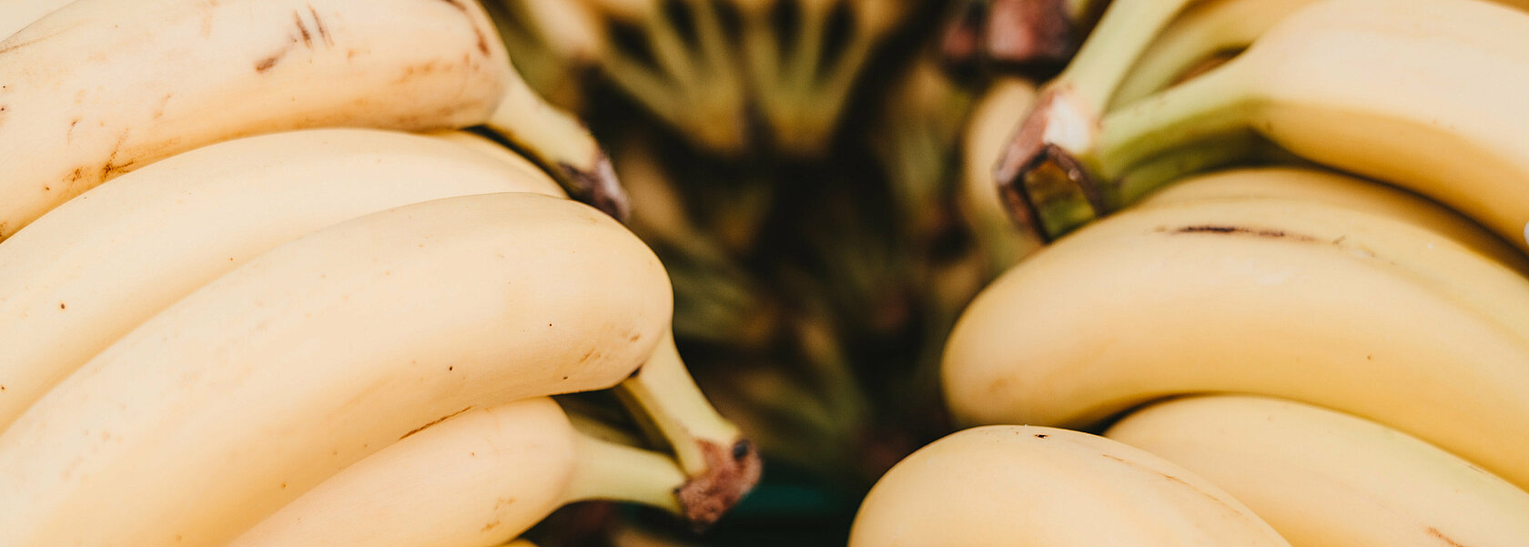 Bananenstaude
