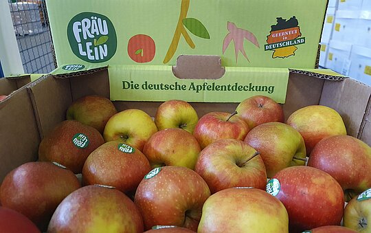 Apfelsorte Fräulein