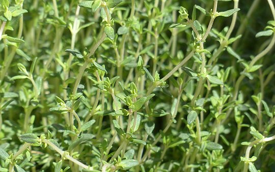 Frischer Thymian