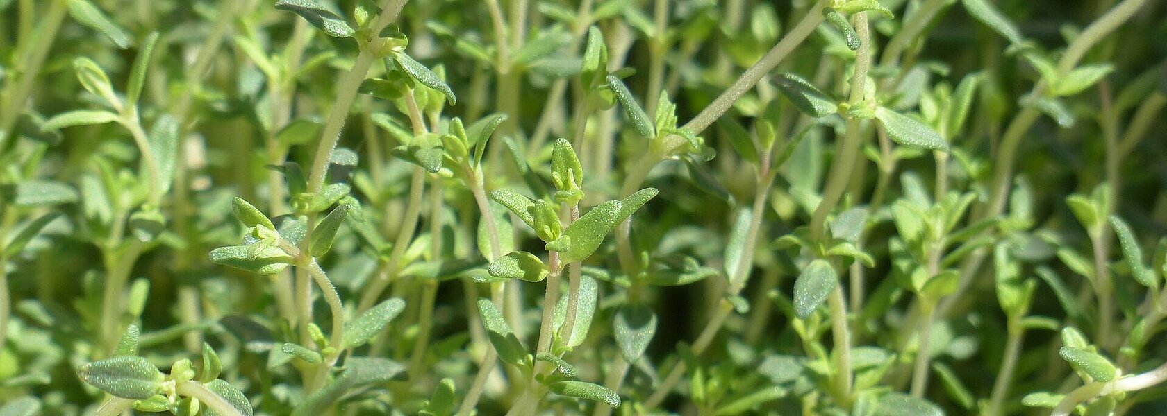 Frischer Thymian