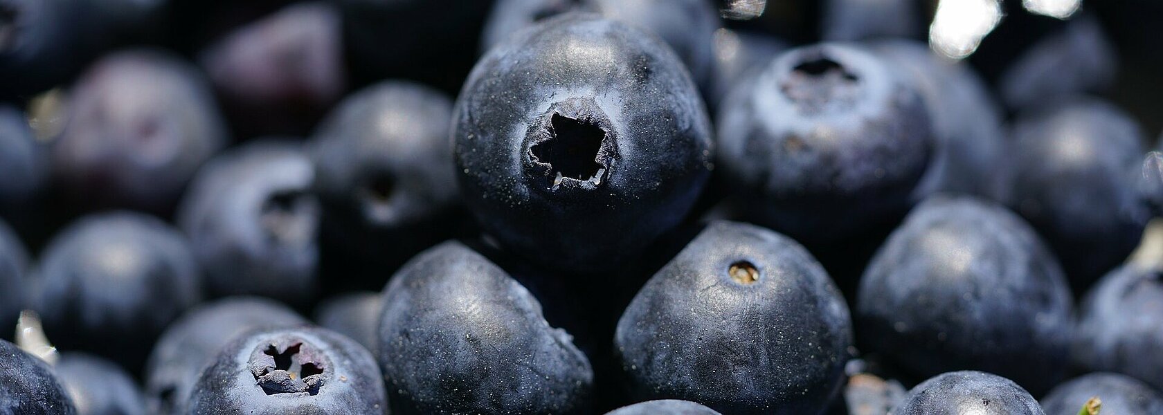 Heidelbeeren