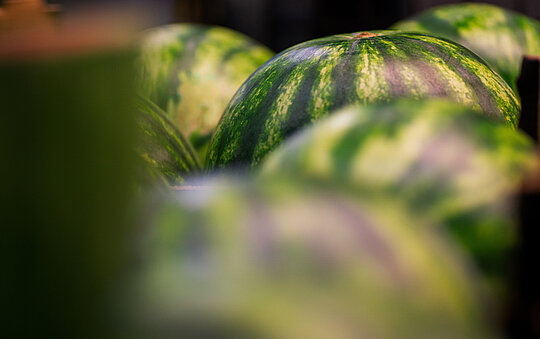 Wassermelone
