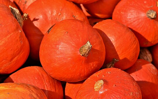 Kürbis