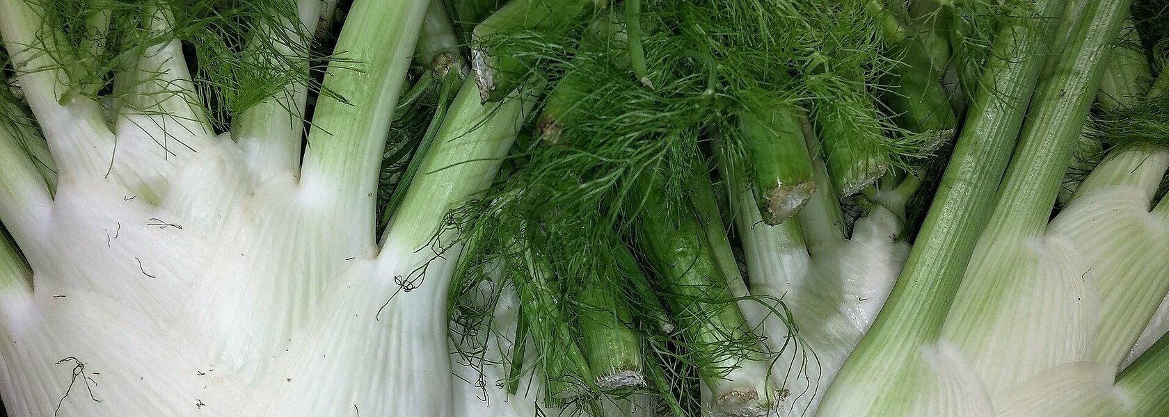 Fenchel