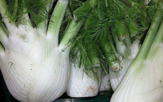 Fenchel