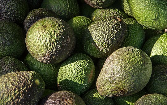 Avocado