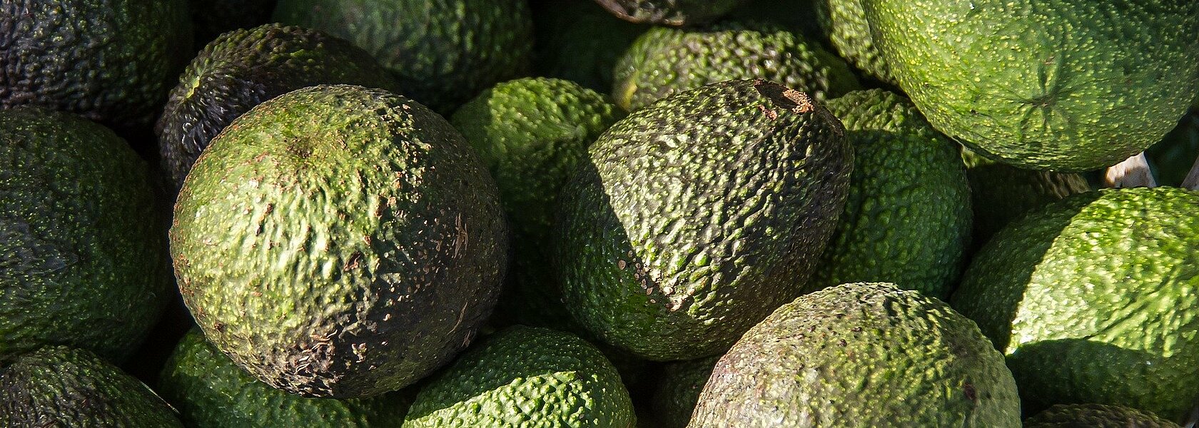 Avocado Avocado