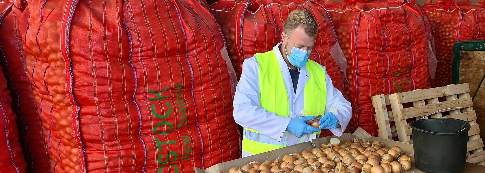 Uwe Fölster von der Bundesanstalt für Landwirtschaft und Ernährung bei einer Zwiebelkontrolle Uwe Fölster von der Bundesanstalt für Landwirtschaft und Ernährung bei einer Zwiebelkontrolle